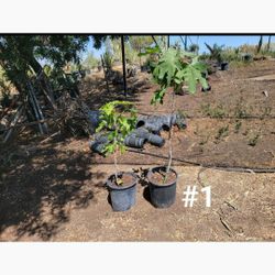 Fig Trees Please Read Discription 