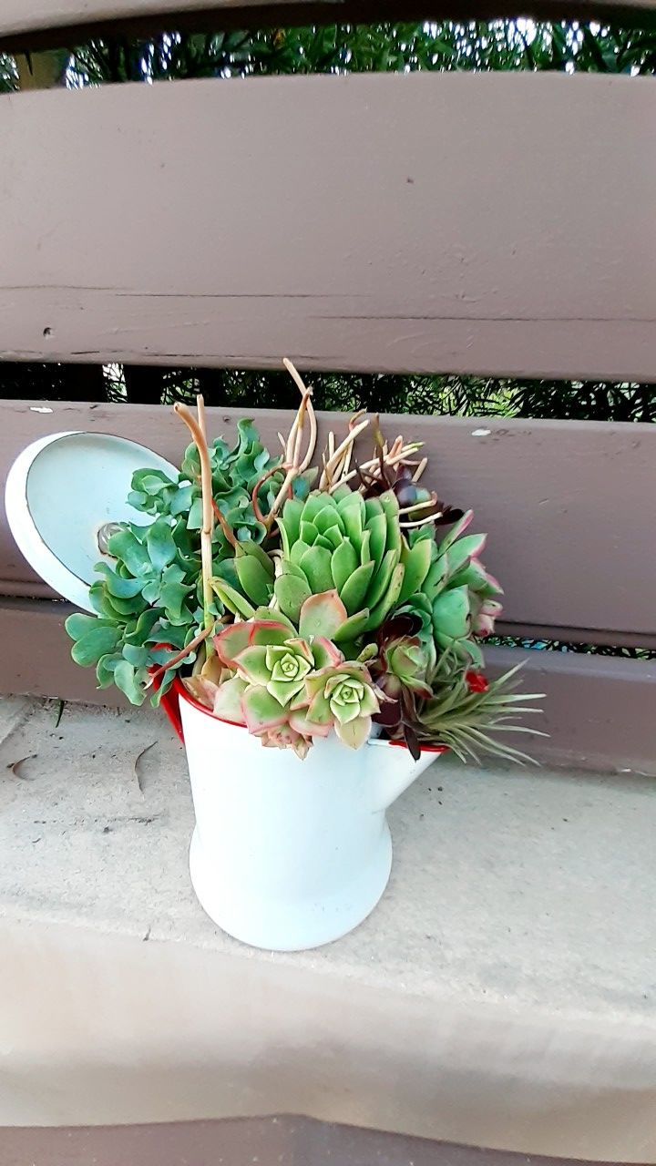 FARMHOUSE SHABBY WHITE Enamelware coffee Pot Succulent Rose's flowers Centerpiece rustic decor jungalow plants