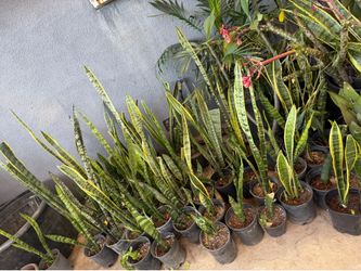Snake plant