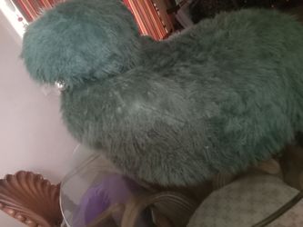 Furry bean bag......