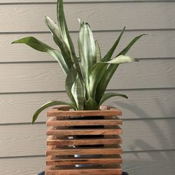 Oak Wood Planter | Fits 6” Inch Nursery Pots | Beautiful | Contemporary
