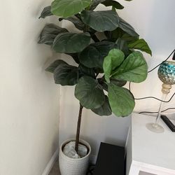 Indoor Tree 