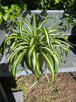 Spider Plant