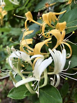 HONEYSUCKLE PLANT金银花/忍冬