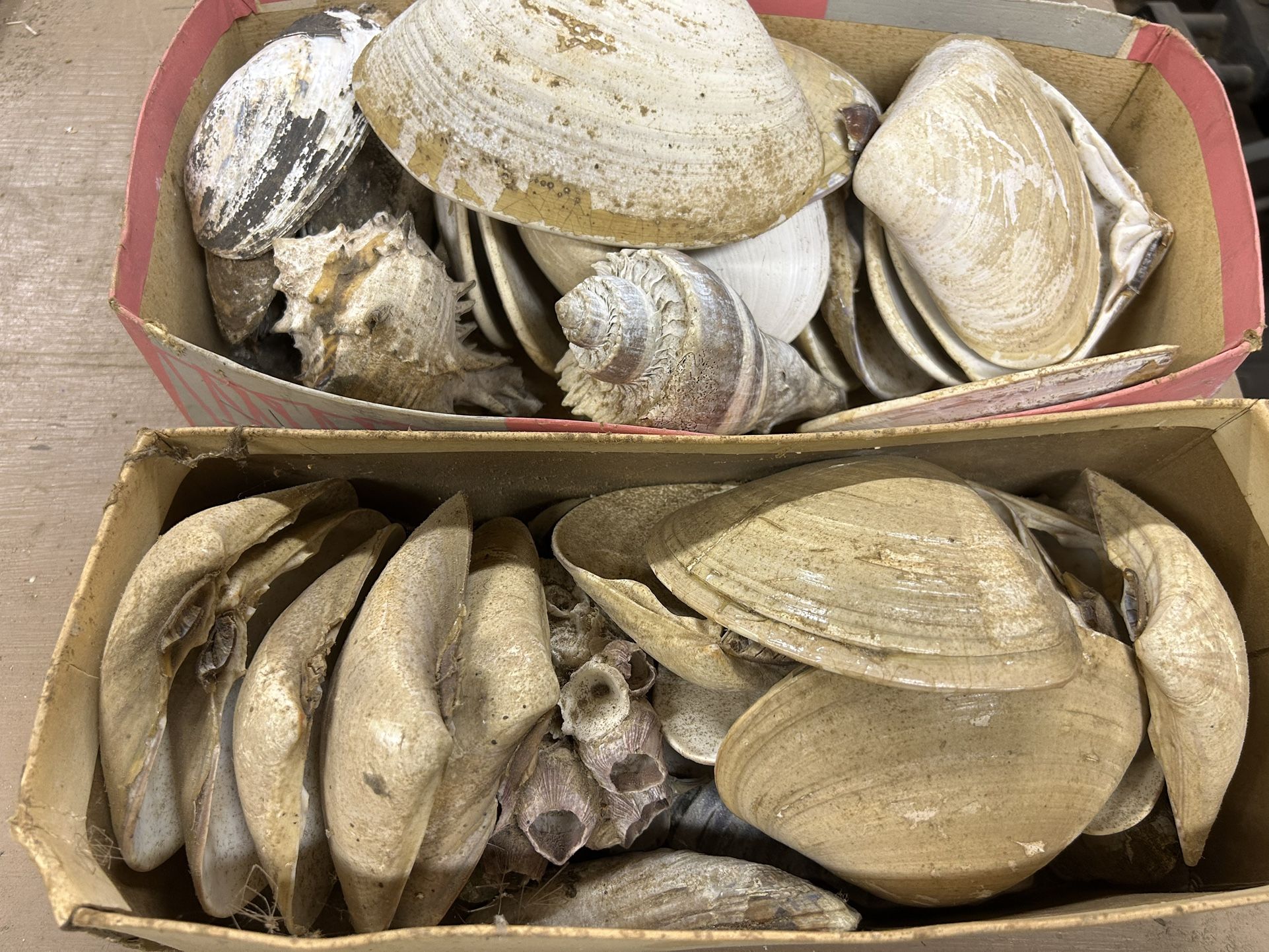 Free Seashells Art Project Decor