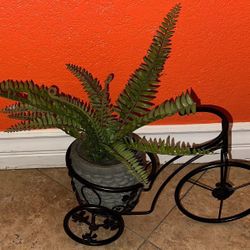 Fern Plant