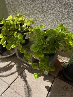 Swedish Ivy (Plectranthus verticillatus, also known as Coleus verticillatus or Creeping Charlie)