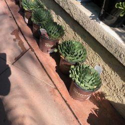 Succulent Plant $12Each