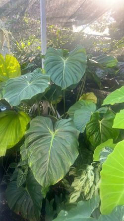 philodendron dean mcdowel exotic live plant