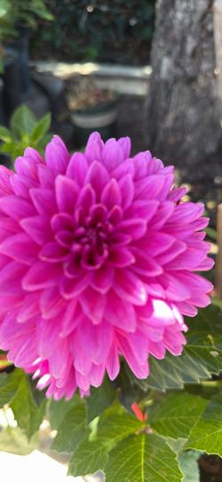 Dalia’s