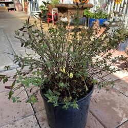 St John’sWort Plant / Planta 