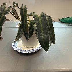 Spiritus Sancti Philodendron D