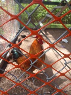 Gallinas Chicken Coops