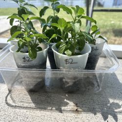 Rama And Krishna Tulsi 