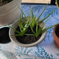 Baby Aloe Plants