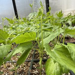 🌱 Bitter Melon (Karela/Karilla) Plants for Sale 🌱
