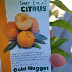 Gold NUGGET MANDARIN TREE 