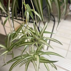 Baby Spider Plants Indoor / Outdoor 