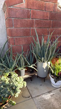 BOGO-Plant Lovers
