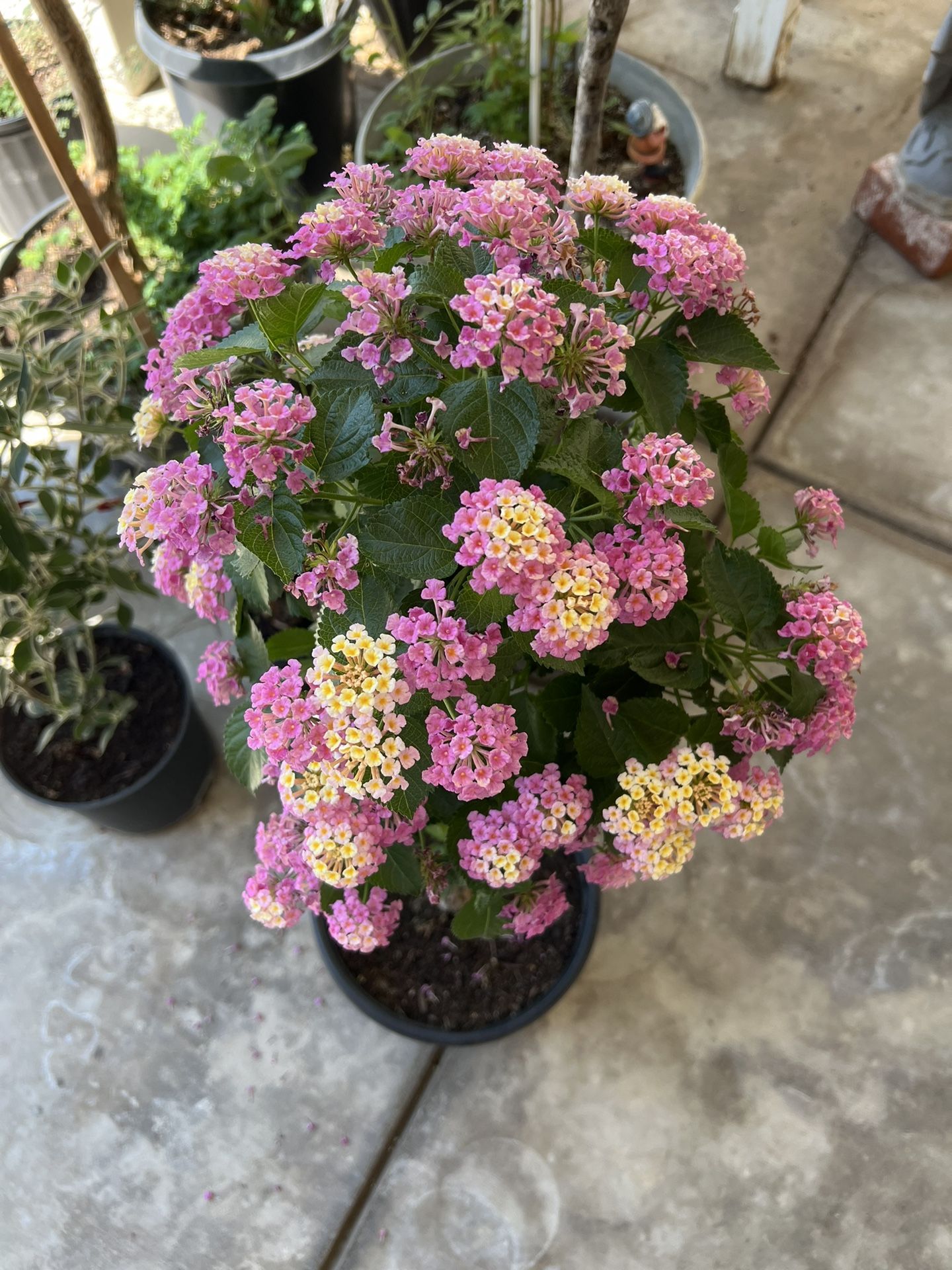 Topiary Lantana In A 3 Gallon Pot About 3 Feet Tall 