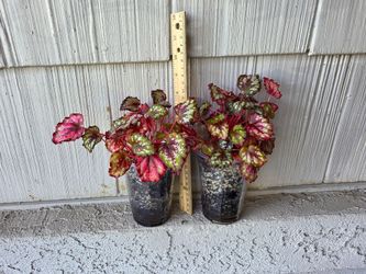 Begonia Rex plants (begonia rex red hots?)