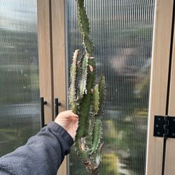 Euphorbia Trigona Rubra