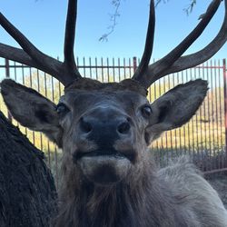 Shoulder Mounted 5X4 Split ELK