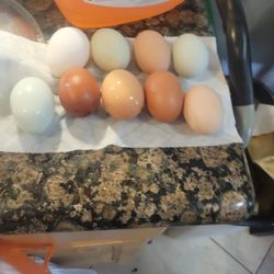 Organic Eggs For Sale $6 Dozen