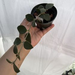 4” hoya nummularoides soon to bloom