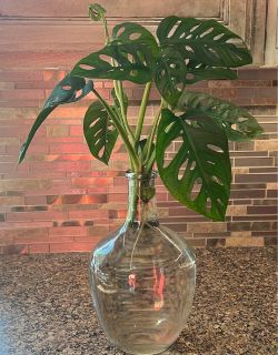 Swiss cheese plant cutting Monstera adansonii
