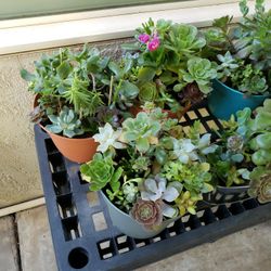 Beautiful  Succulent  Plants 