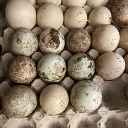 Backyard Fresh Duck eggs