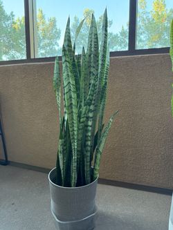 Snake plant