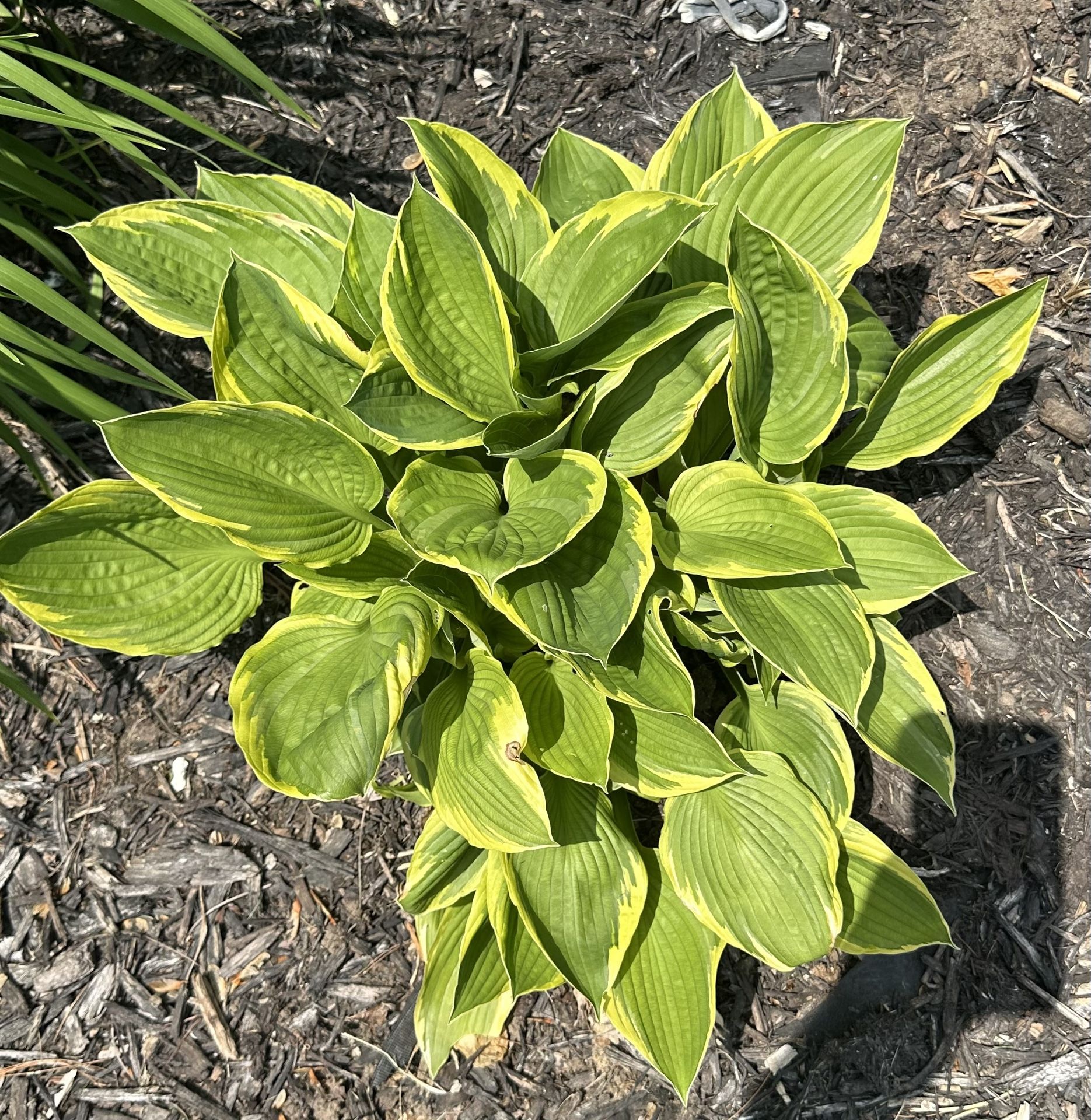 Various Hostas