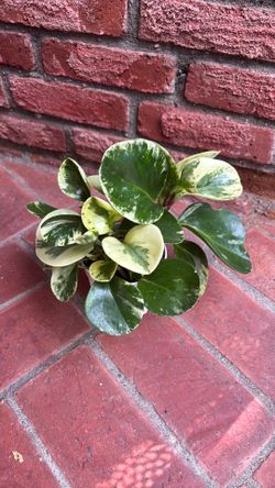 Marble Peperomia Obtusifolia plant 4” pot