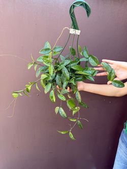 6” hoya carnosa splash
