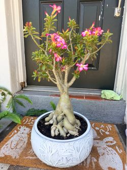 Desert rose