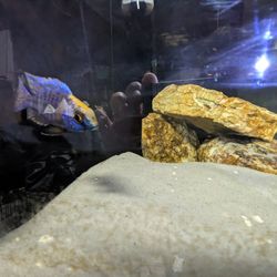 50 Gallon Corner Tank