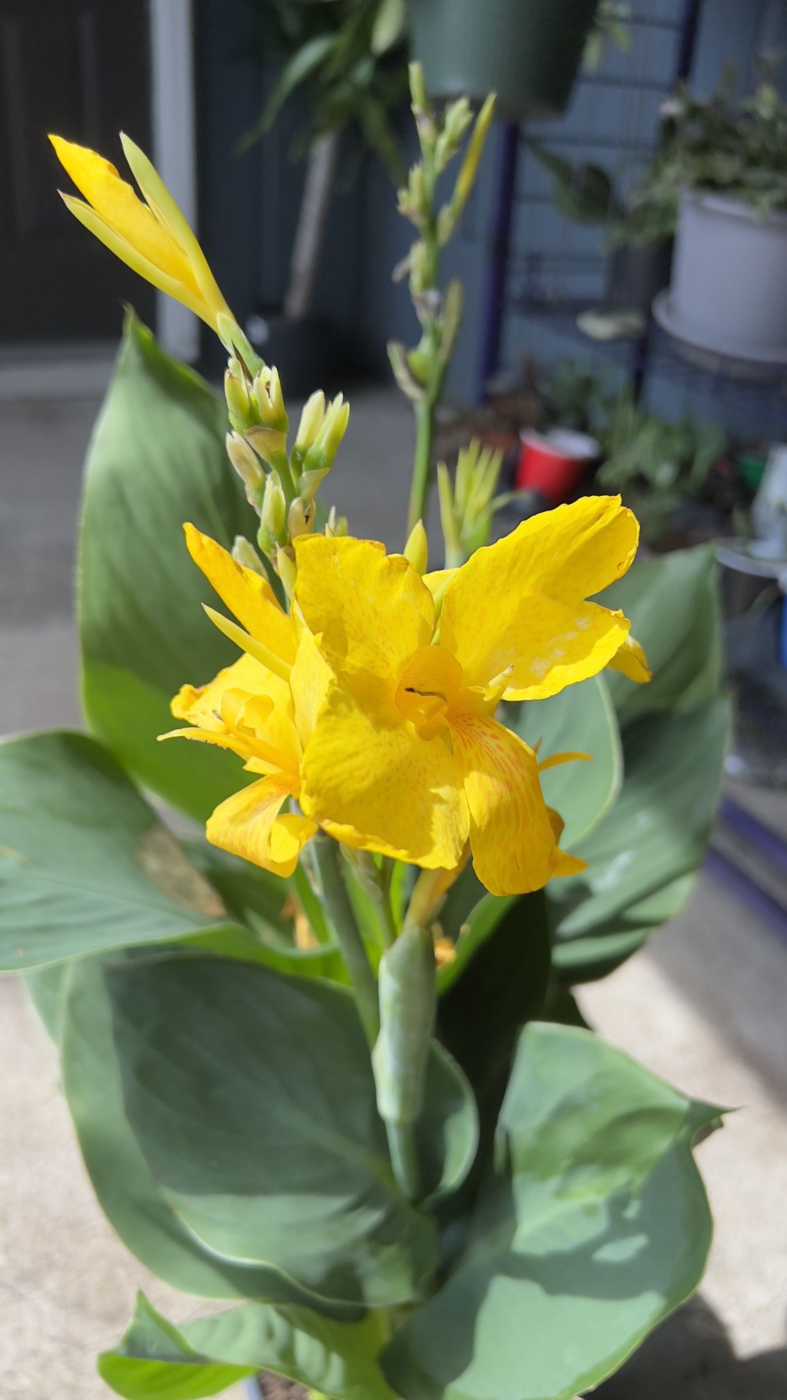 Live Cannova Yellow Canna Lily Flowers Garden Houseplant 6”Pot