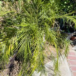 Palm Plant In Big Pot 10 Gallon