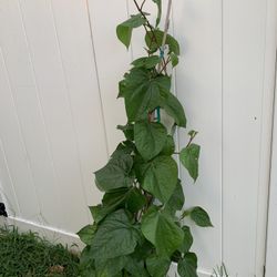 Betel Leaves Plant (4-5 Ft Tall)