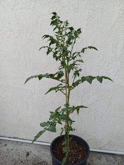 Red Cherry Tomato Plant