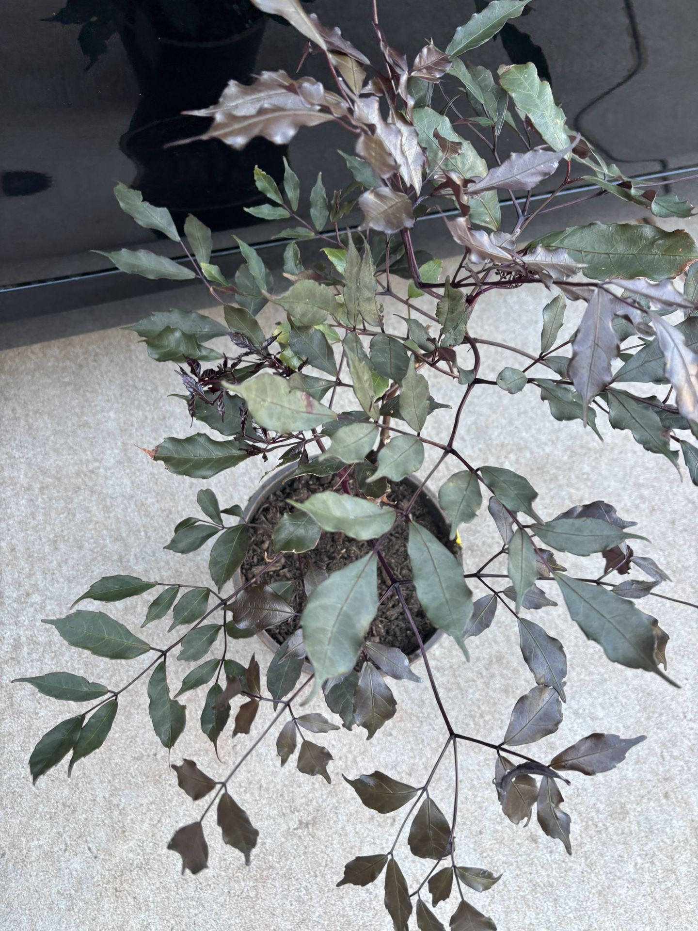 Burgundy Tree Potted