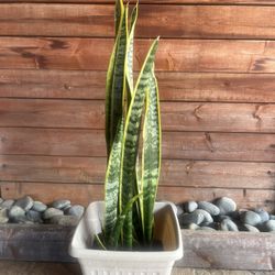Snake Plant