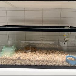 20 Gallon Long Tank W Lid And Extras 