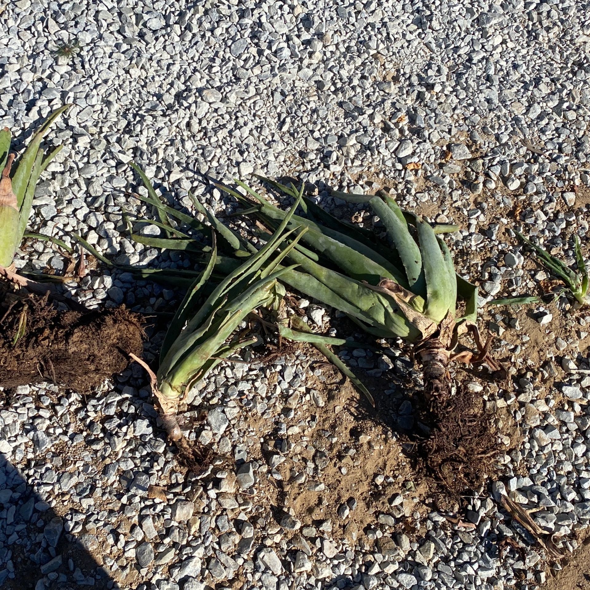 Sábila, Aloe Verá Plant