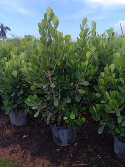 15 Gallon Clusia For 45 Dollars