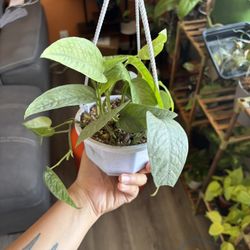 Cebu Blue Pothos 