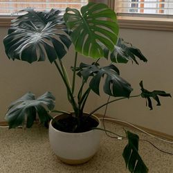 Monstera Deliciosa Plant With Pot 