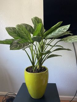 Plant Aglaonema commutatum stripes